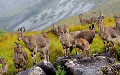 Explore Wayanad with the Best Wayanad Travel Packages by Stride Hotels and Resorts