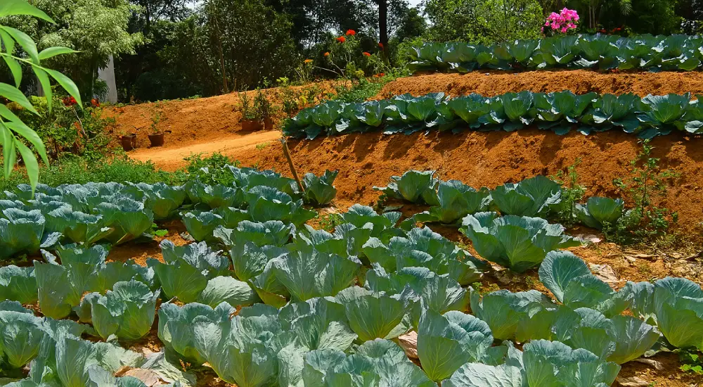 Farming Experience at bamboo dales