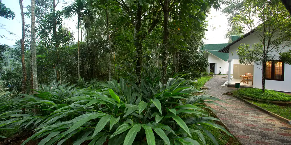Plantation walk at misty lake
