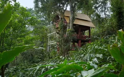 Escape into Nature: Stay at the Best Tree House in Munnar – Bamboo Dale Resort