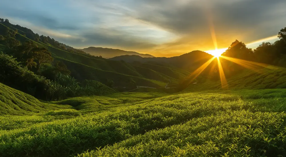 Sunset Walk at munnar