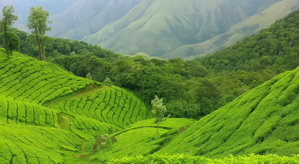 Tea Estate Visit