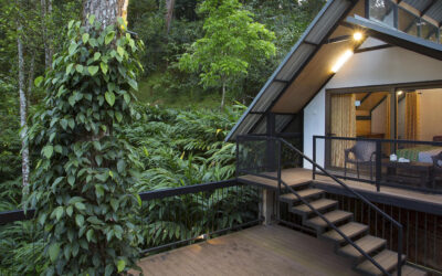 Discover the Best Tree House in Munnar: Bamboo Dale Resort