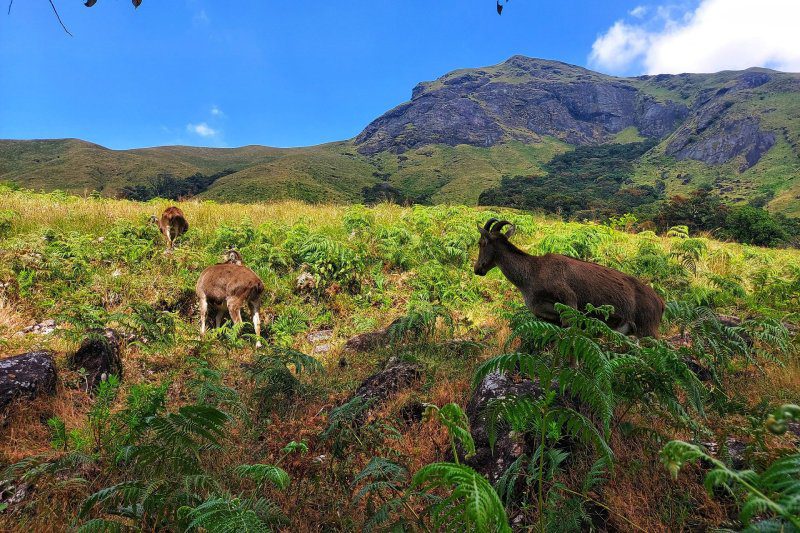 eravikulam national park